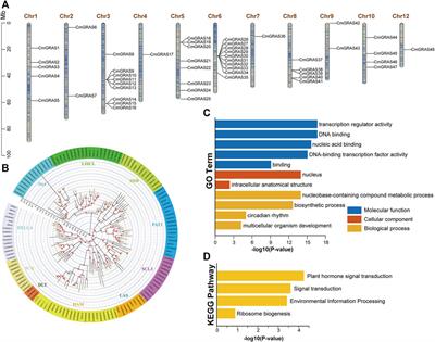 Frontiers | Genome-wide Identification, Evolution And Transcriptome ...